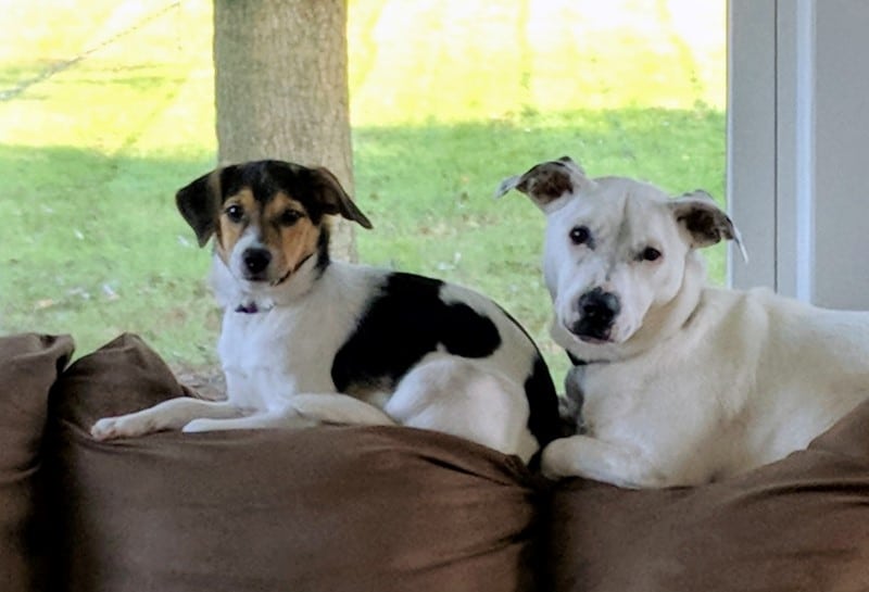 My dogs, Sydney and Otto, love a good true crime podcast